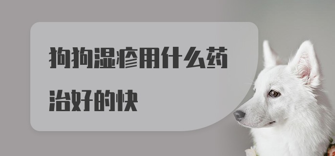 狗狗湿疹用什么药治好的快