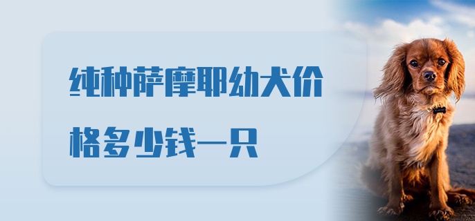 纯种萨摩耶幼犬价格多少钱一只