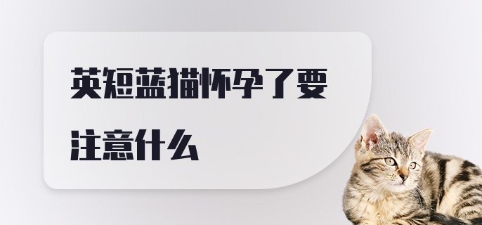 英短蓝猫怀孕了要注意什么