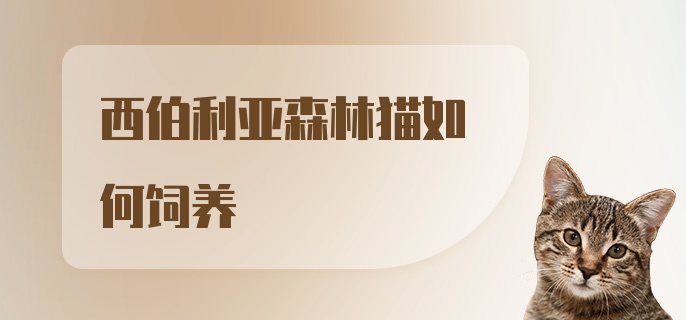 西伯利亚森林猫如何饲养