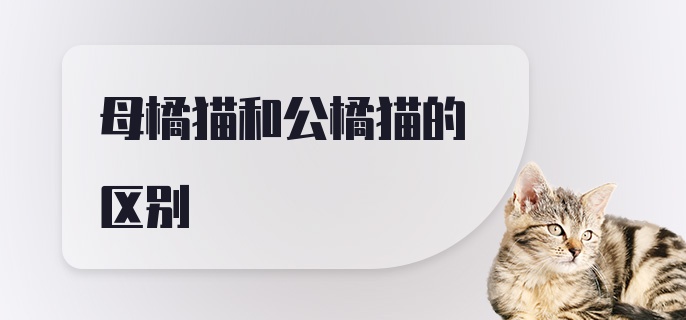 母橘猫和公橘猫的区别