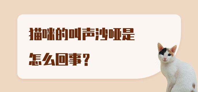 猫咪的叫声沙哑是怎么回事？