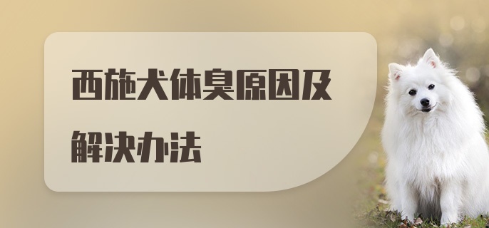 西施犬体臭原因及解决办法