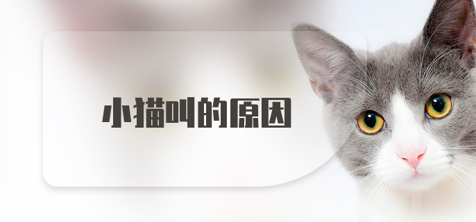 小猫叫的原因