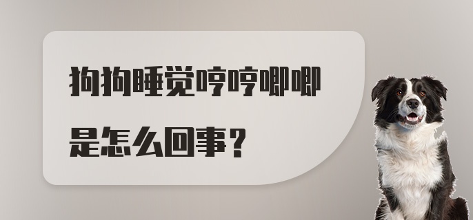 狗狗睡觉哼哼唧唧是怎么回事？