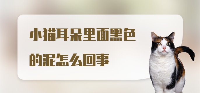 小猫耳朵里面黑色的泥怎么回事