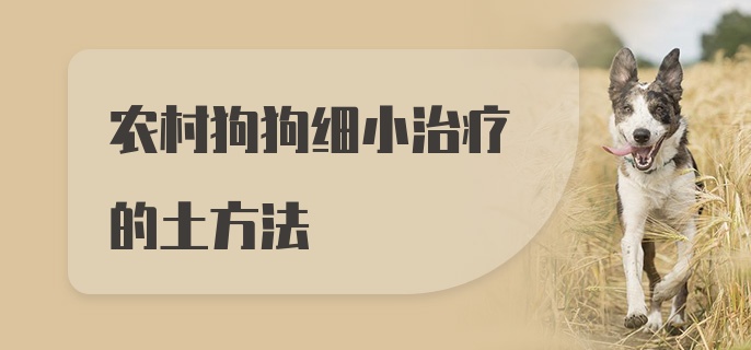 农村狗狗细小治疗的土方法