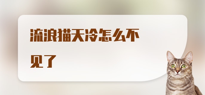 流浪猫天冷怎么不见了