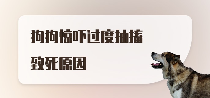 狗狗惊吓过度抽搐致死原因