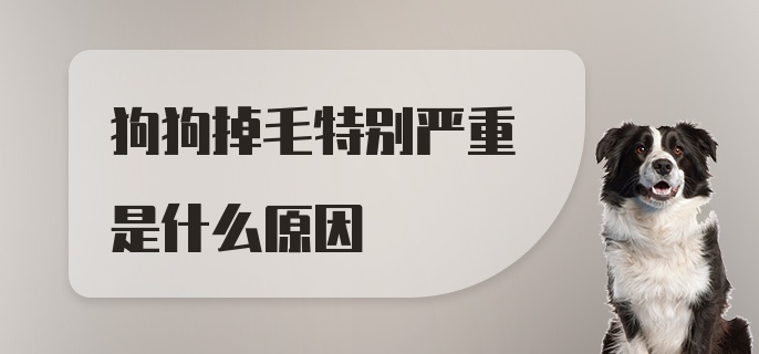 狗狗掉毛特别严重是什么原因