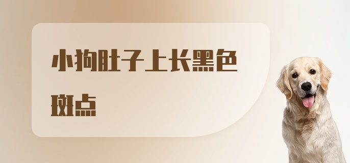 小狗肚子上长黑色斑点