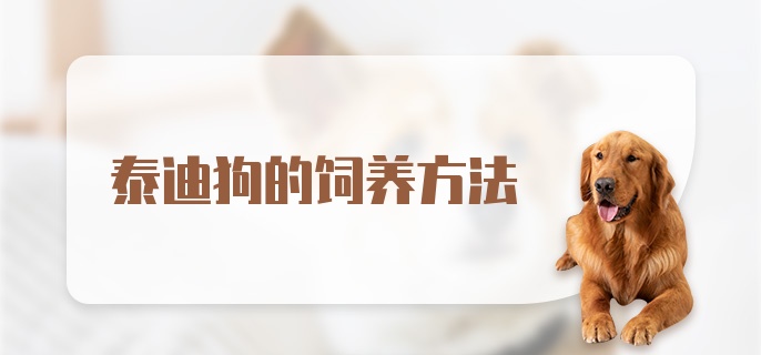 泰迪狗的饲养方法