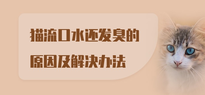 猫流口水还发臭的原因及解决办法