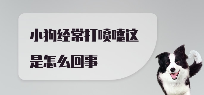 小狗经常打喷嚏这是怎么回事