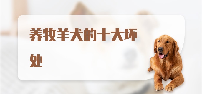 养牧羊犬的十大坏处