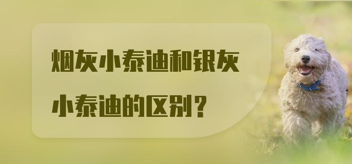 烟灰小泰迪和银灰小泰迪的区别？