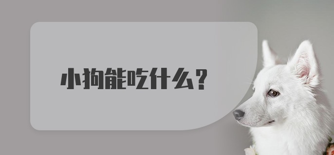 小狗能吃什么？