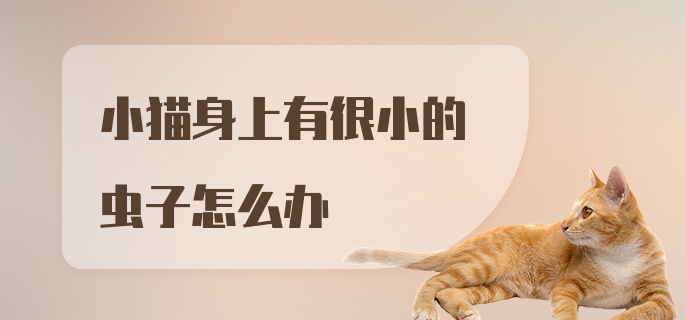 小猫身上有很小的虫子怎么办