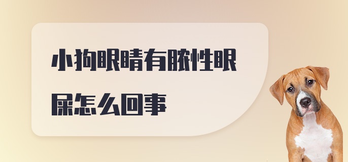 小狗眼睛有脓性眼屎怎么回事