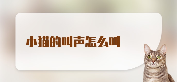 小猫的叫声怎么叫