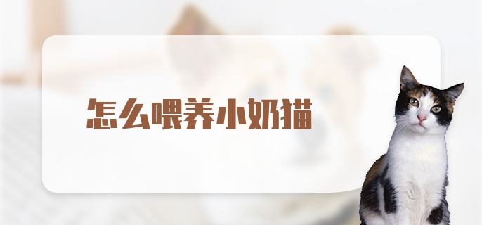 怎么喂养小奶猫