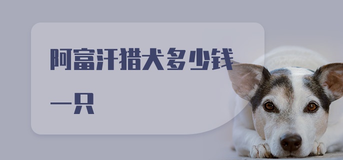 阿富汗猎犬多少钱一只