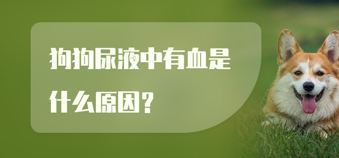 狗狗尿液中有血是什么原因?