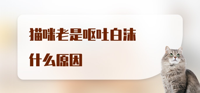 猫咪老是呕吐白沫什么原因