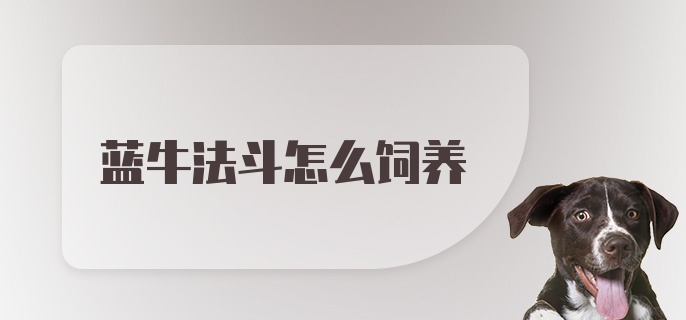 蓝牛法斗怎么饲养