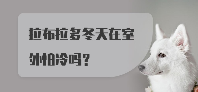 拉布拉多冬天在室外怕冷吗?