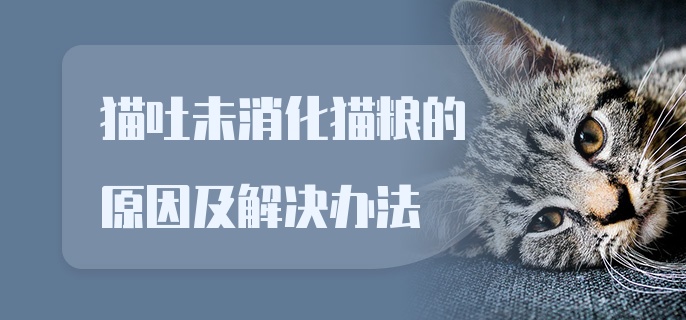 猫吐未消化猫粮的原因及解决办法