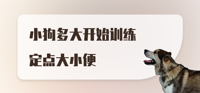 小狗多大开始训练定点大小便