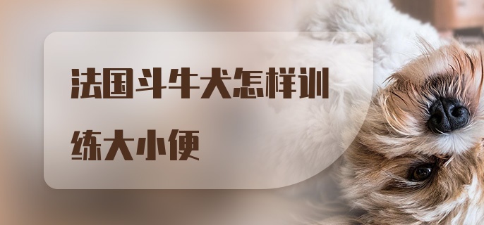 法国斗牛犬怎样训练大小便