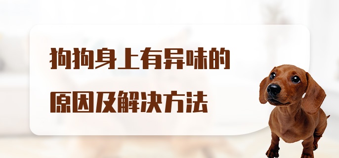 狗狗身上有异味的原因及解决方法