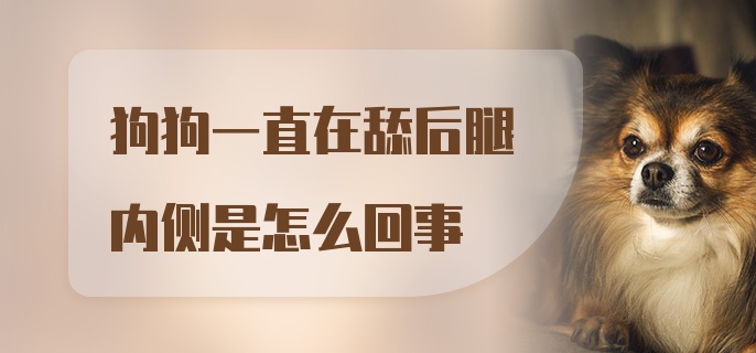 狗狗一直在舔后腿内侧是怎么回事