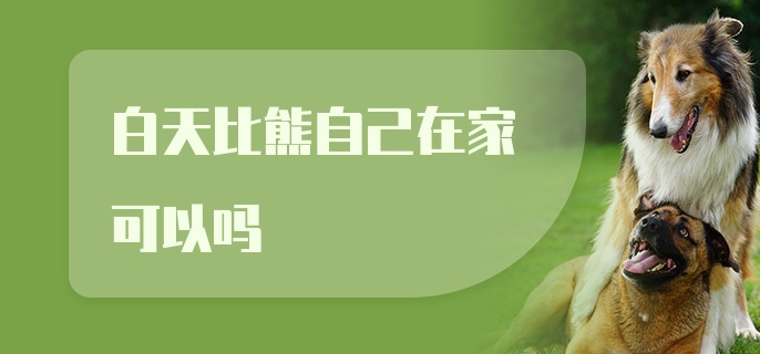 白天比熊自己在家可以吗