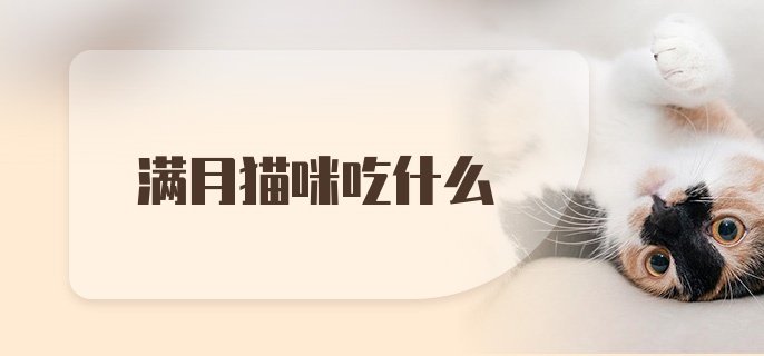 满月猫咪吃什么