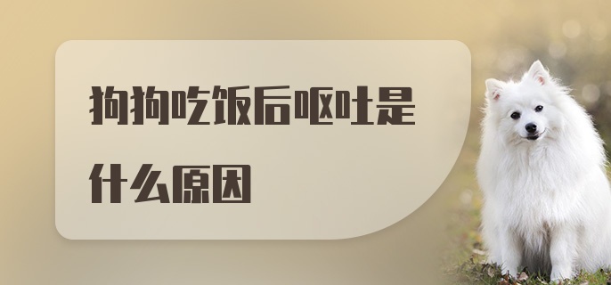 狗狗吃饭后呕吐是什么原因