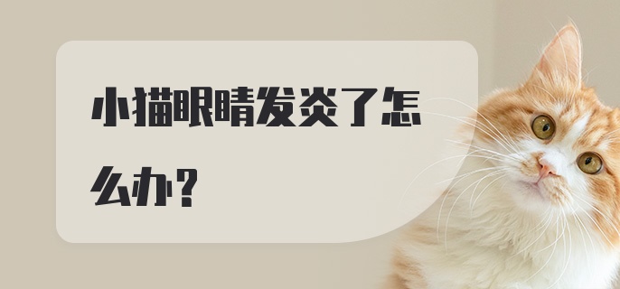 小猫眼睛发炎了怎么办？