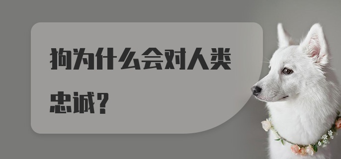 狗为什么会对人类忠诚？