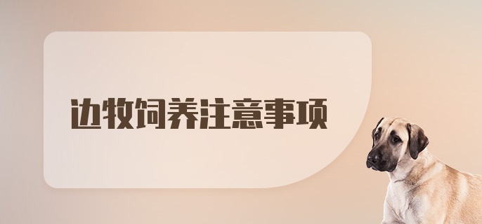 边牧饲养注意事项