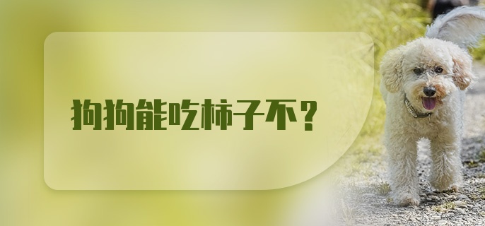 狗狗能吃柿子不？