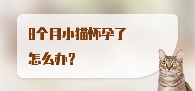 8个月小猫怀孕了怎么办？