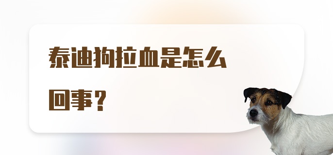 泰迪狗拉血是怎么回事?