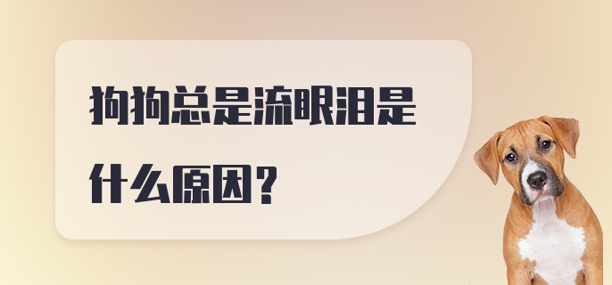 狗狗总是流眼泪是什么原因?