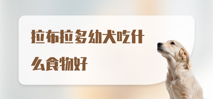 拉布拉多幼犬吃什么食物好