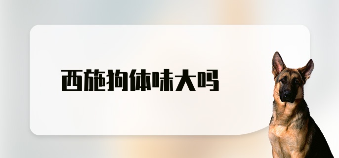 西施狗体味大吗