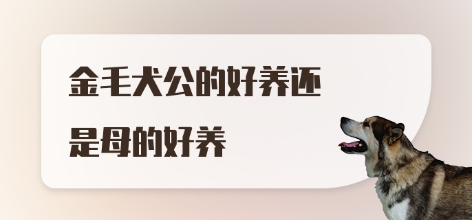 金毛犬公的好养还是母的好养