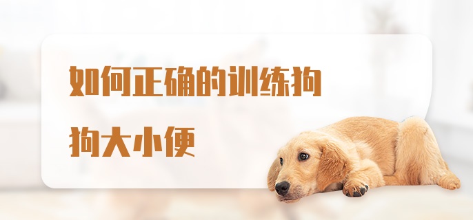 如何正确的训练狗狗大小便