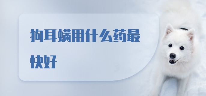 狗耳螨用什么药最快好